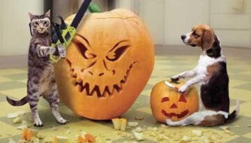 pet-pumpkin-carving
