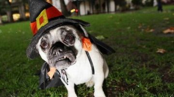 pug-witch