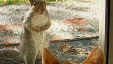 squirrel-cat-screen-door