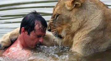 swimming-with-a-lion