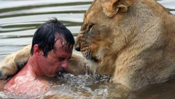 swimming-with-a-lion