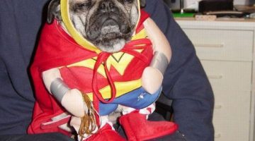 wonder-pug