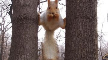 93_funny_squirrels