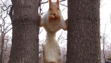 93_funny_squirrels
