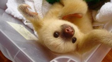 baby-sloth