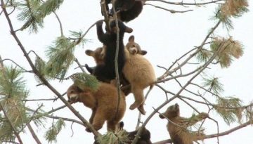 bears-on-a-tree