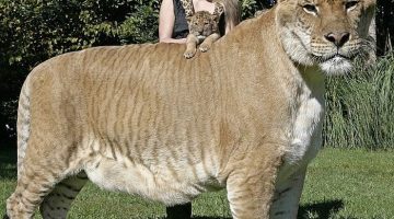 big-lion