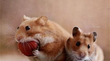 big-mouth-hamster