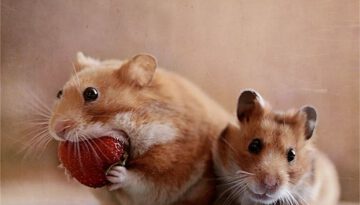 big-mouth-hamster
