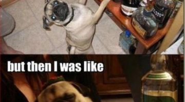 drunk-pugs