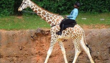 giraffe-ride
