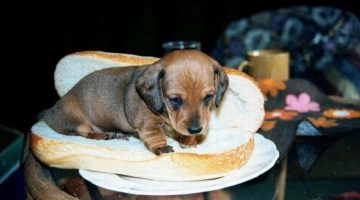 hot-dog