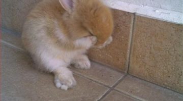 lolbunny-funny-picture-hide-seek