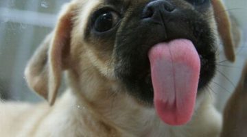 pug-lick