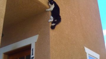 spider-cat