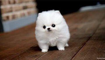 tiny-puppy