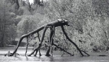 tree-monster