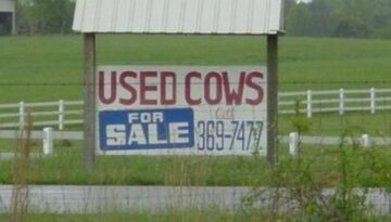 used-cows