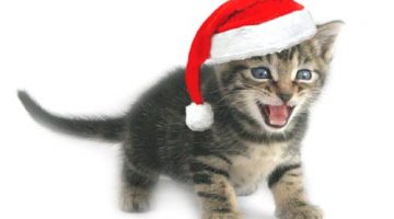 ChristmasKitten1