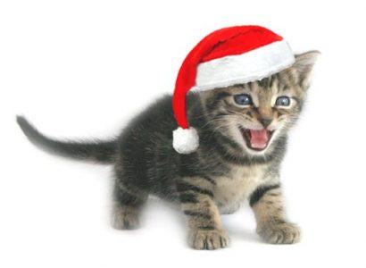 Cute Christmas Kittens (26 pics) - 1Funny.com