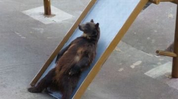 bear-slide