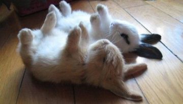 bunnies-on-the-floor
