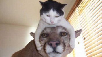 cat-hat