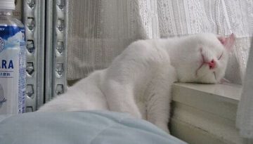 cat-nap-window-ledge