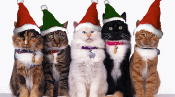 christmas-cats