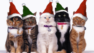 christmas-cats