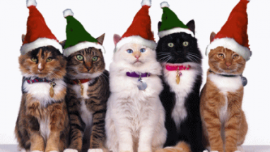 christmas-cats