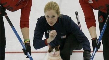 curling-cat