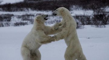 dancing-polar-bears