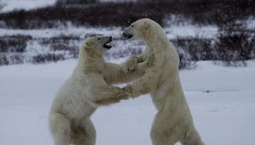 dancing-polar-bears