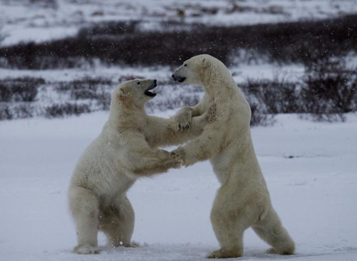 Dancing Polar Bears 2 - 1Funny.com