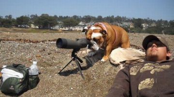 dog-telescope