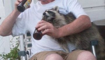 drinking-with-racoon
