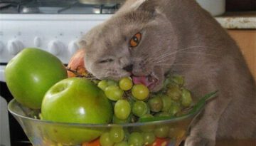 fruity-cat