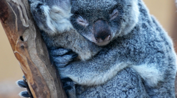 koala-hug