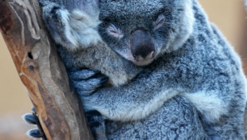 koala-hug