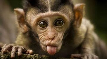 monkey-tongue