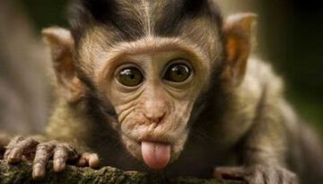monkey-tongue