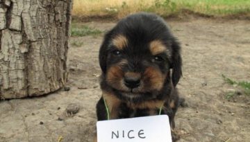 nice-puppy