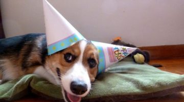 party-dog