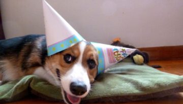 party-dog