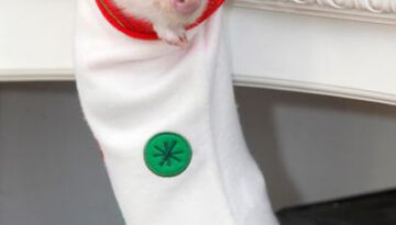 piglet-stocking