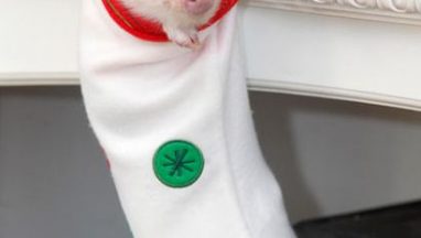 piglet-stocking