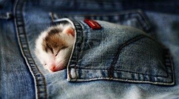 pocket-nap