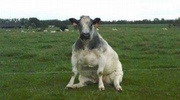 sitting-cow