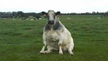 sitting-cow